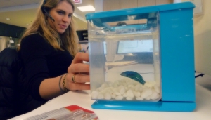 Pet Fish